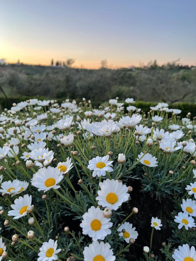 Alojamento de Turismo Rural La Rustica Pianella (Pescara)